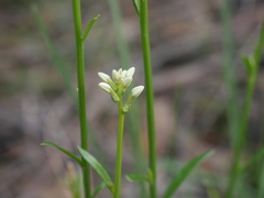 Stackhousia monogyna