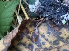 Nearctodesmidae