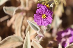 Solanum cleistogamum