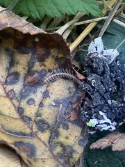 Nearctodesmidae