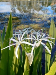 Crinum pedunculatum