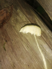 Leucocoprinus fragilissimus