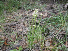 Stackhousia monogyna