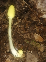 Leucocoprinus fragilissimus