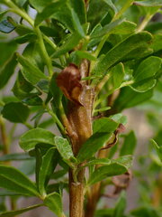 Rhopalomyia baccharis