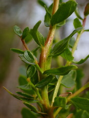 Rhopalomyia baccharis