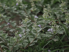 Vitex rotundifolia