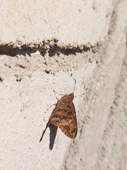 Thorybes dorantes dorantes