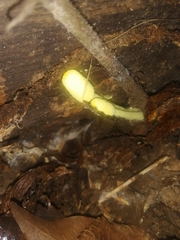 Leucocoprinus fragilissimus