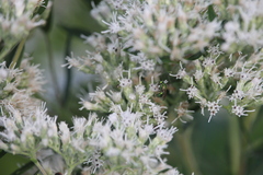 Halictidae