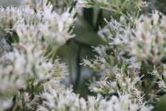 Halictidae