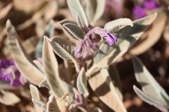 Solanum cleistogamum
