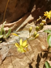 Bulbine succulenta
