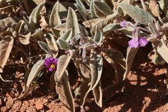 Solanum cleistogamum