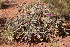 Solanum cleistogamum