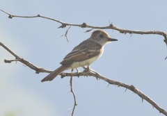 Myiarchus cinerascens