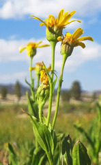 Arnica sororia