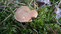 Cystoderma