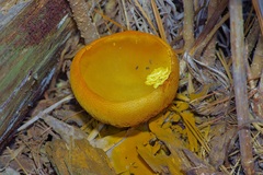 Aureoboletus auriporus