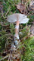 Cystoderma
