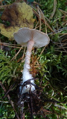 Cystoderma