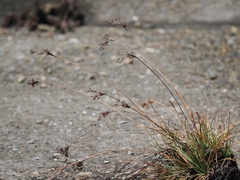 Fimbristylis
