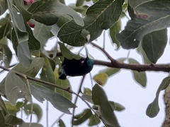 Chalcomitra amethystina