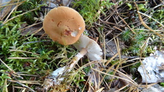 Cystoderma