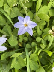Ipheion uniflorum
