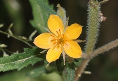 Mentzelia asperula