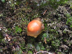 Calostoma cinnabarinum