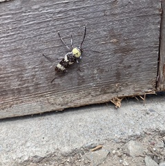 Megacyllene antennata