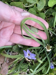 Ipheion uniflorum