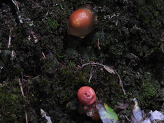 Calostoma cinnabarinum