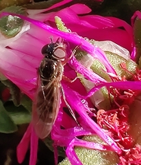 Meliscaeva auricollis