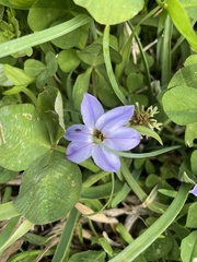 Ipheion uniflorum