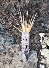 Lessingia micradenia micradenia