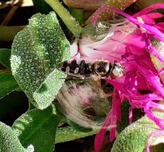 Meliscaeva auricollis