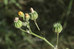 Abutilon mollicomum