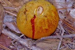 Aureoboletus auriporus