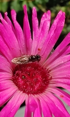 Meliscaeva auricollis