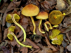 Boletus ochraceoluteus