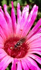 Meliscaeva auricollis