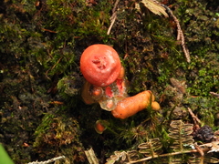 Calostoma cinnabarinum