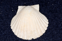Pecten novaezelandiae