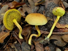 Boletus ochraceoluteus