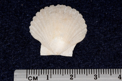 Pecten novaezelandiae