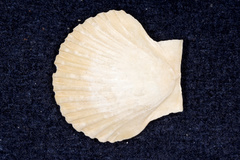 Pecten novaezelandiae
