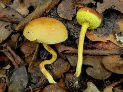 Boletus ochraceoluteus