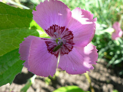 Chrysanthia geniculata